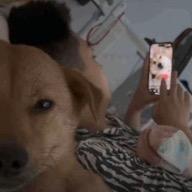 麻辣小龙虾
