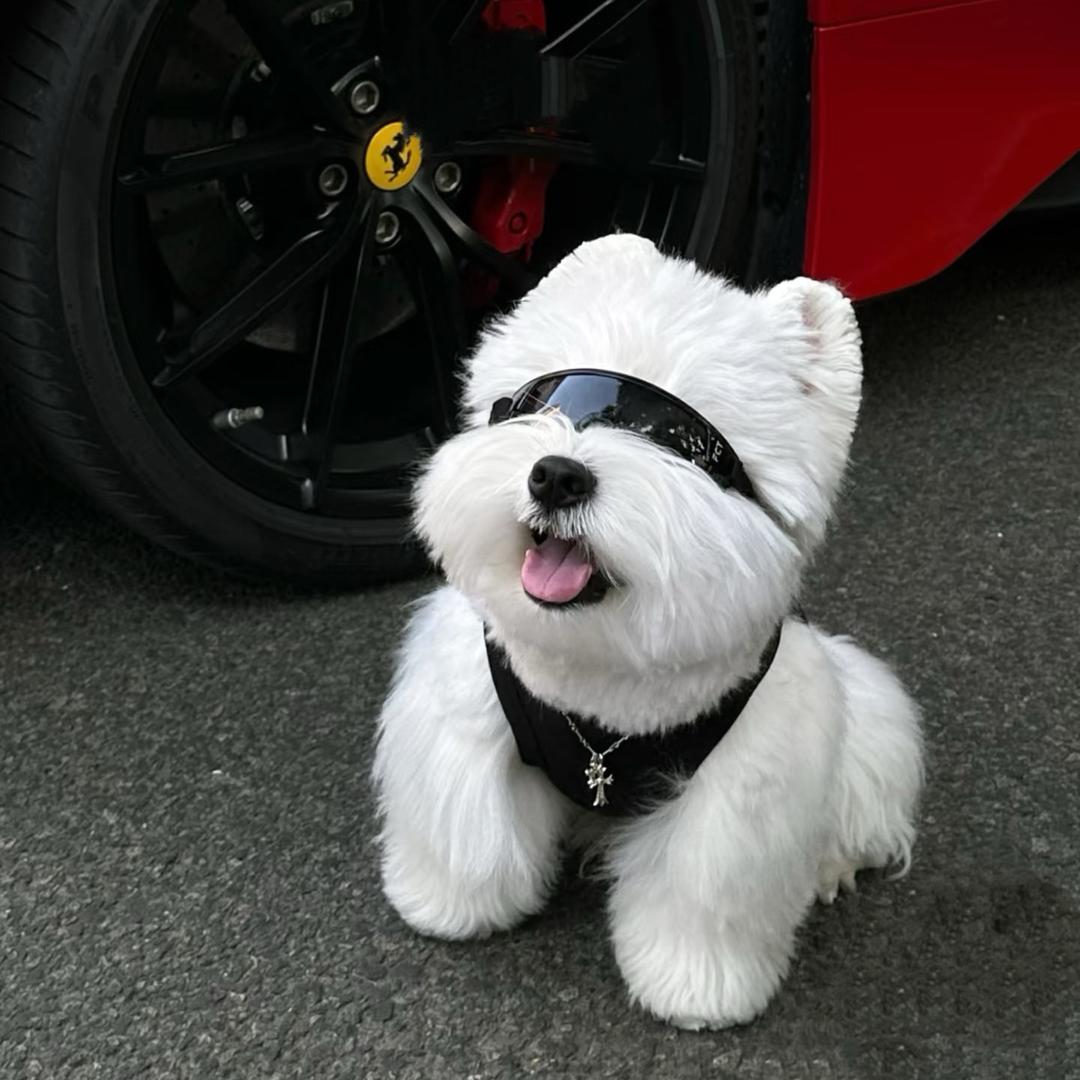 一只蟒