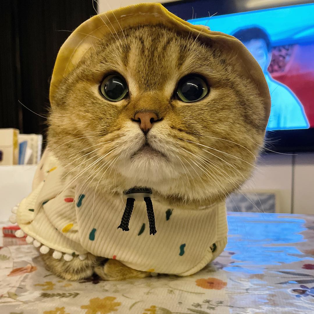 地雷是只猫🐱
