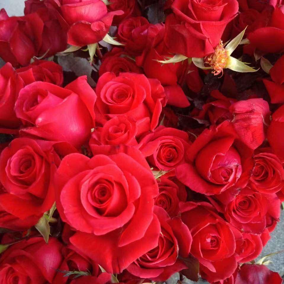玫瑰花