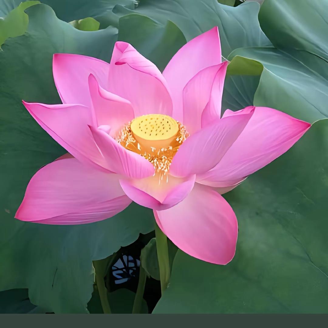 宸景生活