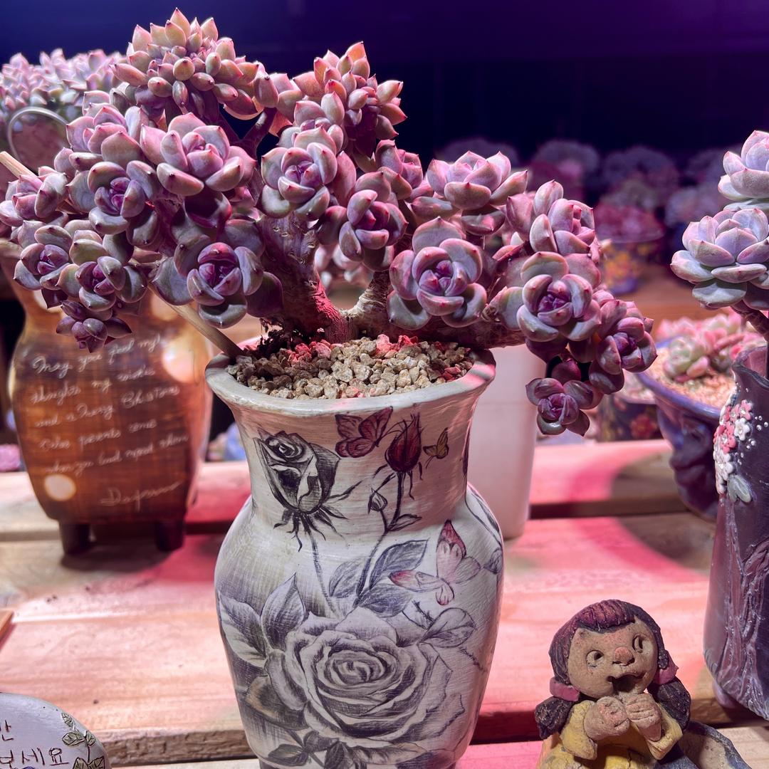 火锅的多肉园艺