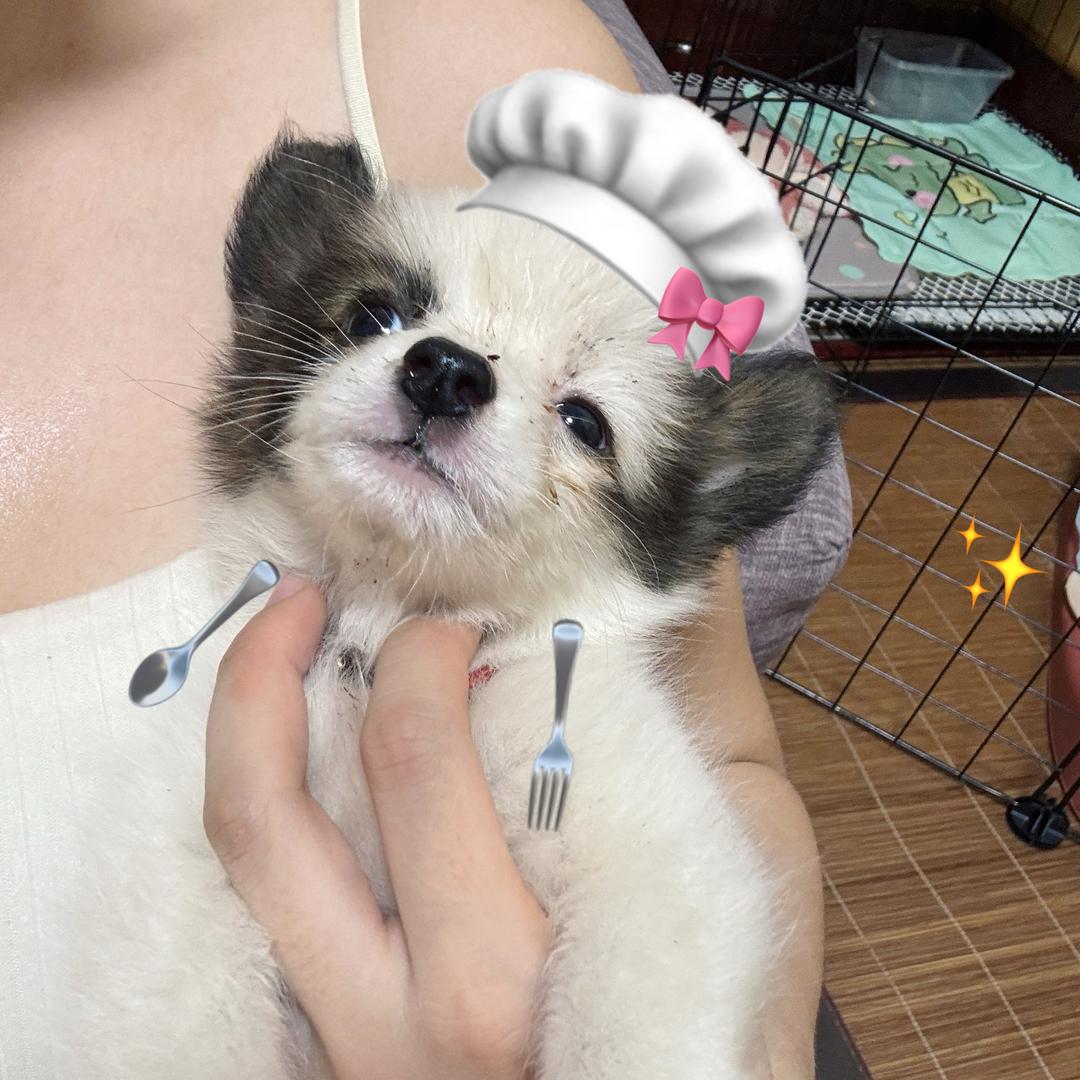 我有小猫饼