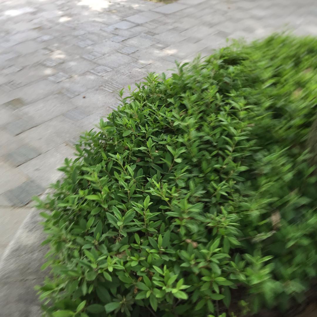 马到成功（马）