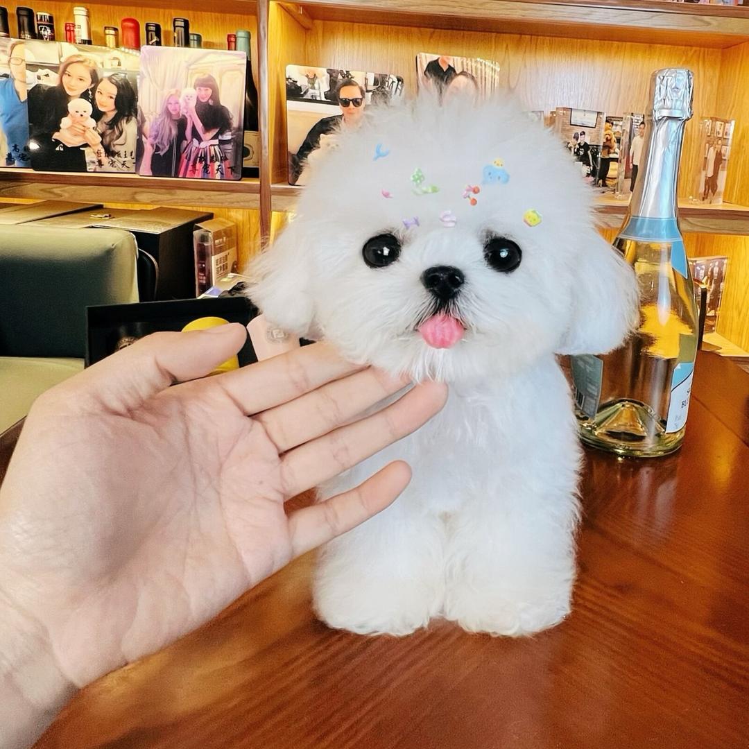 尊宠天下_韩系甜美小体比熊