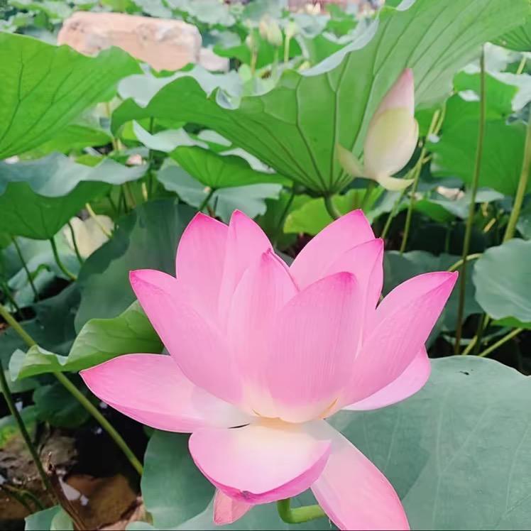 云淡风轻💕