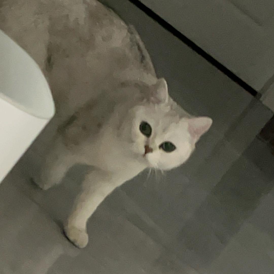 美丽虾