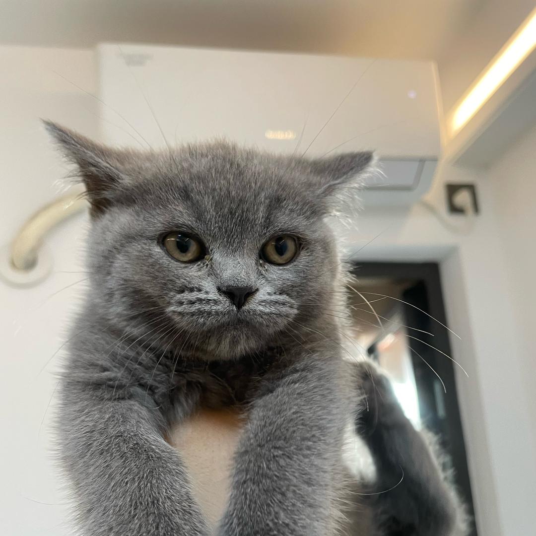 憨豆是只蓝胖子