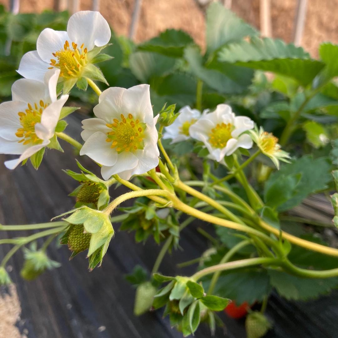 植满园艺☀️田恬