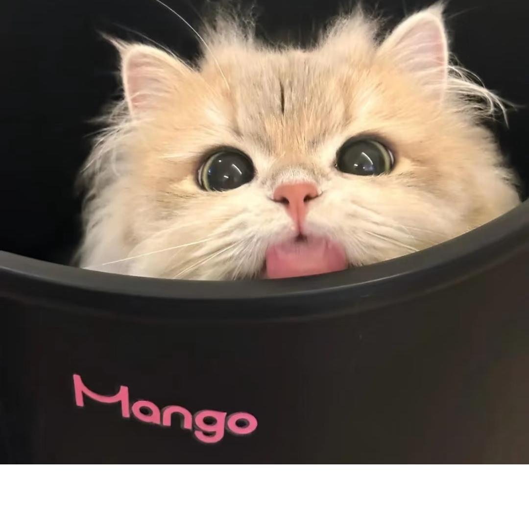 桉头像