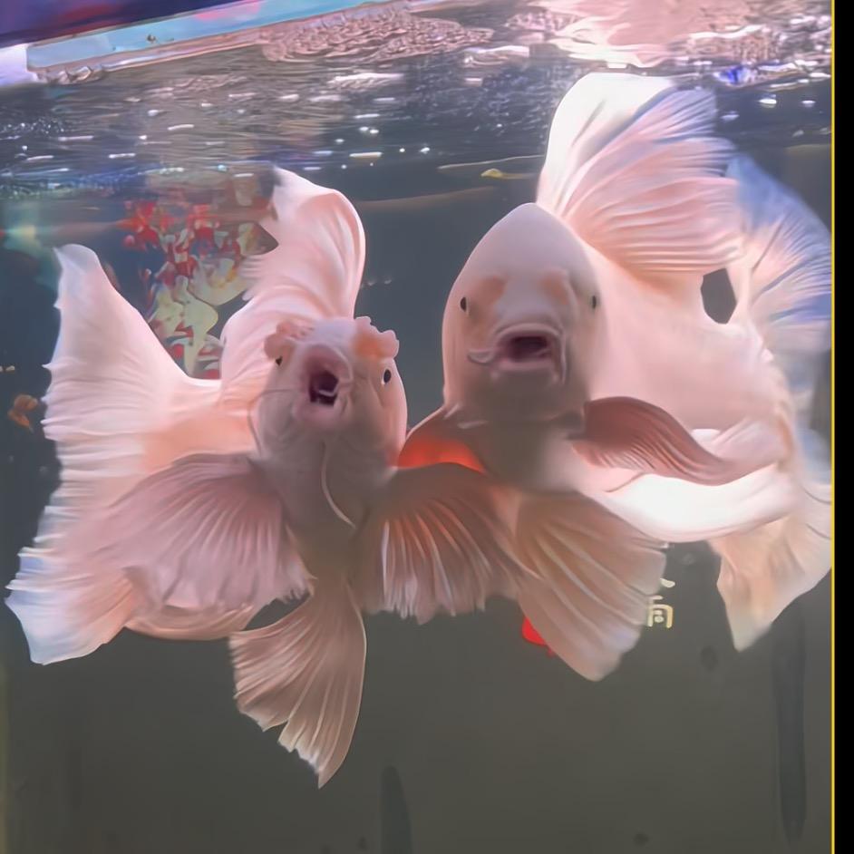 铭橙蝴蝶鲤