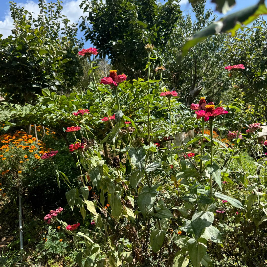 云南大理老表农副产品精选店