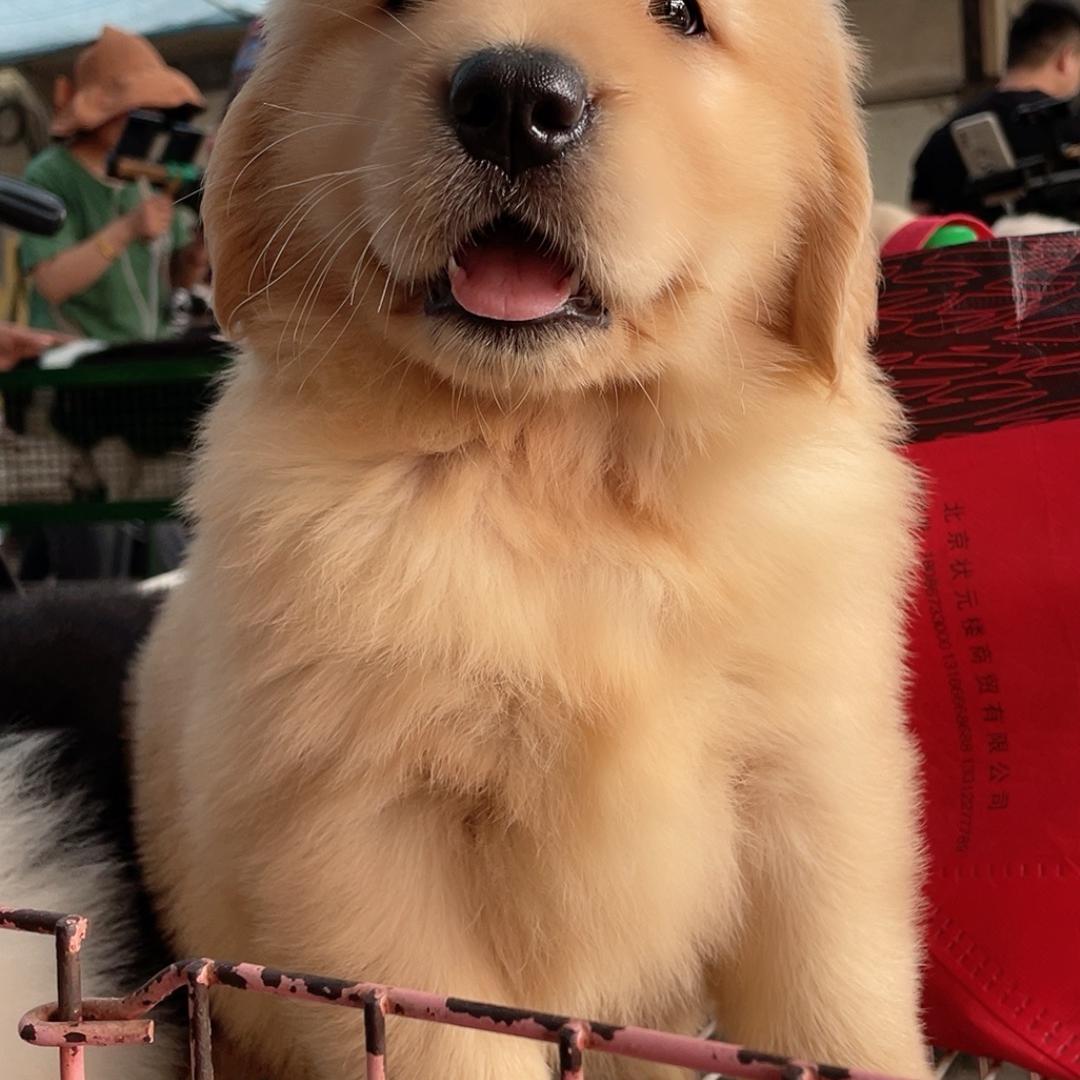 格元犬舍