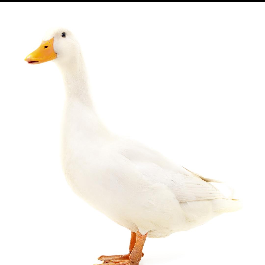 🦆