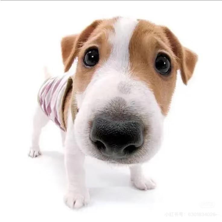 暴躁小薯条