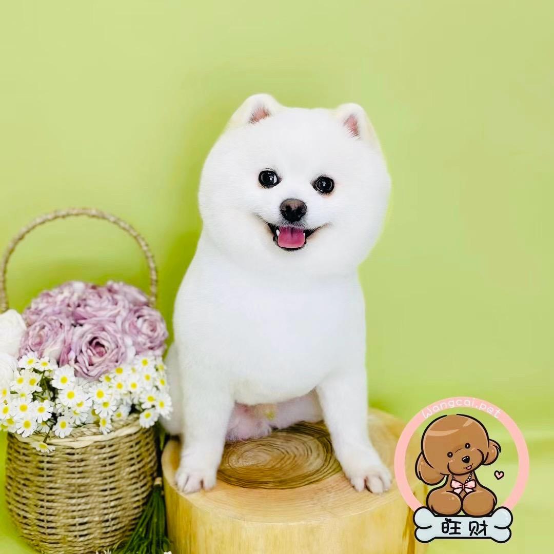 九九小博美