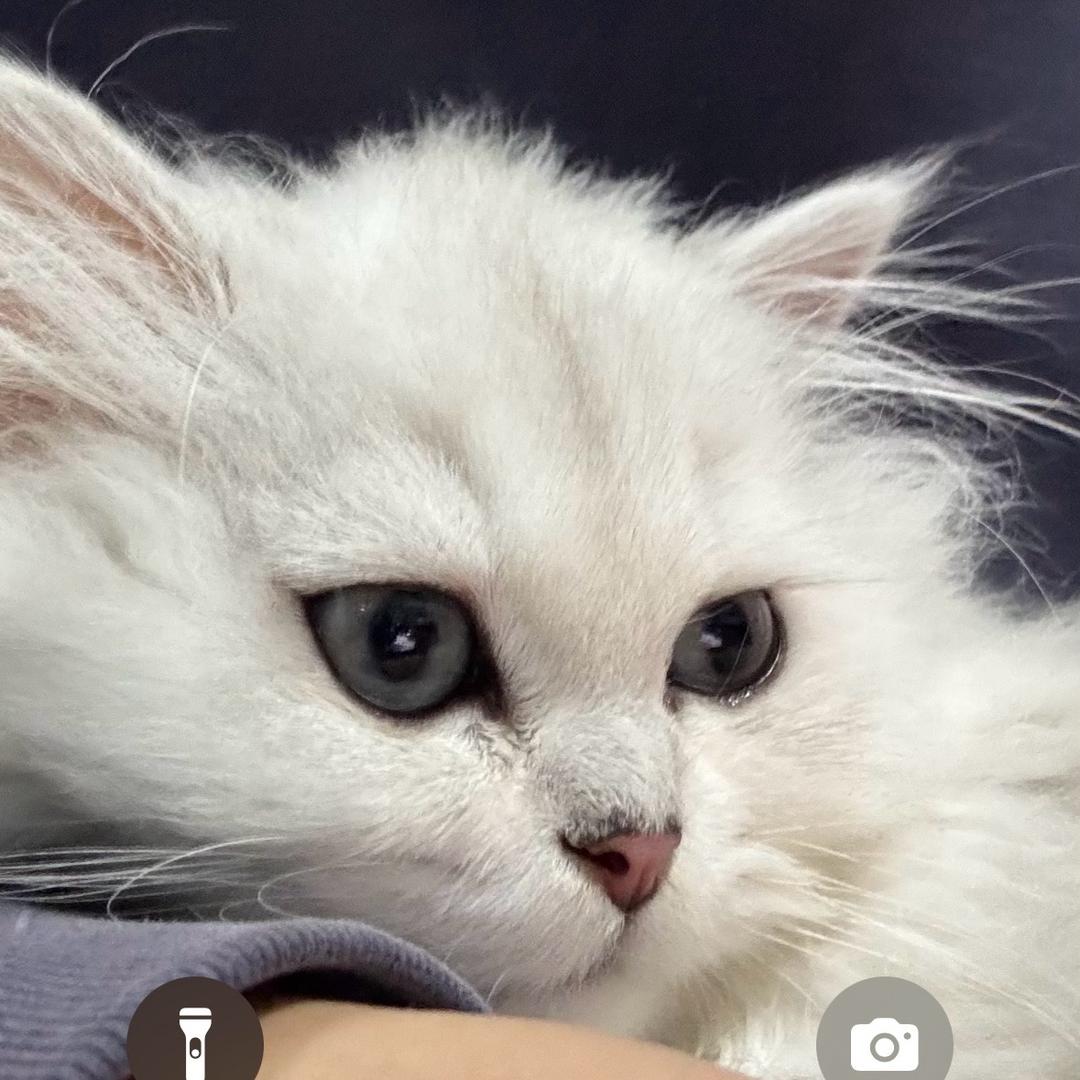 龙在天儿