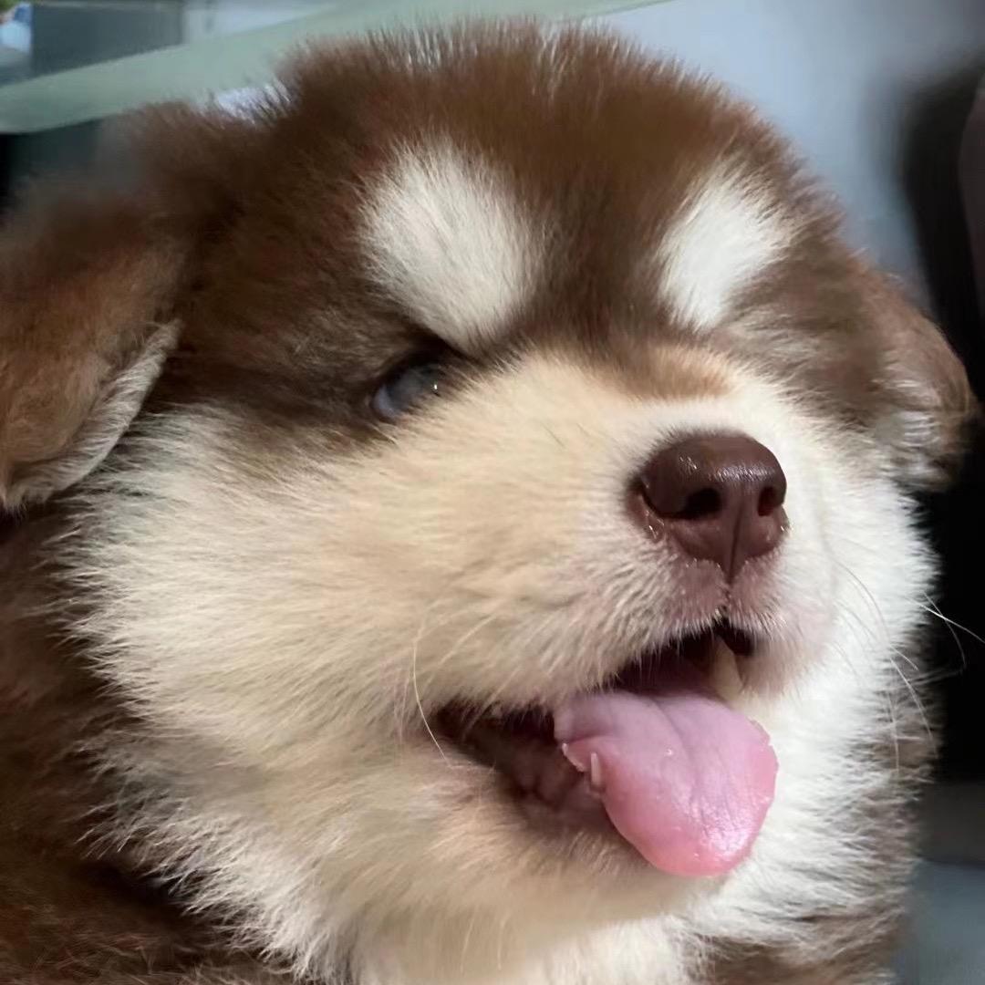 肆爷