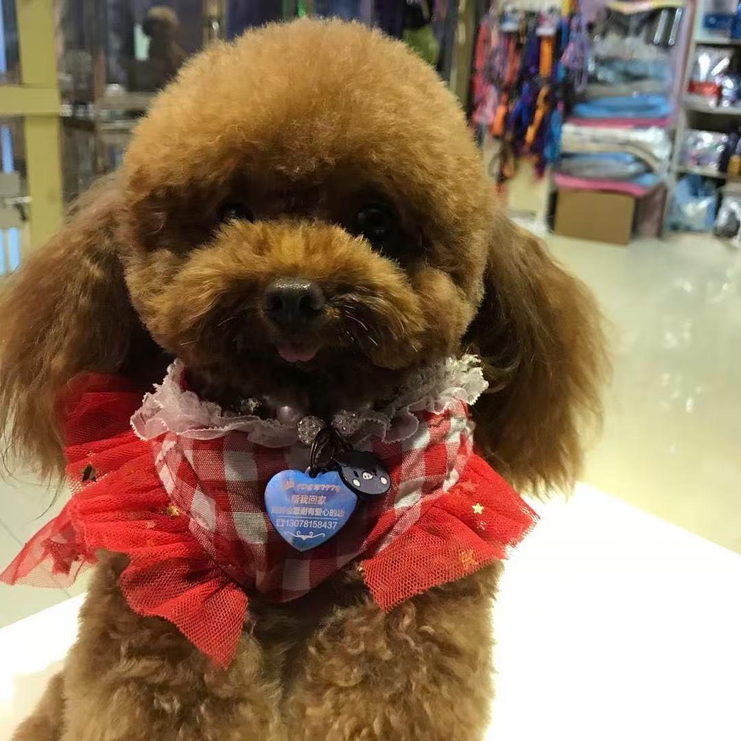 佛山平洲平胜犬舍基地