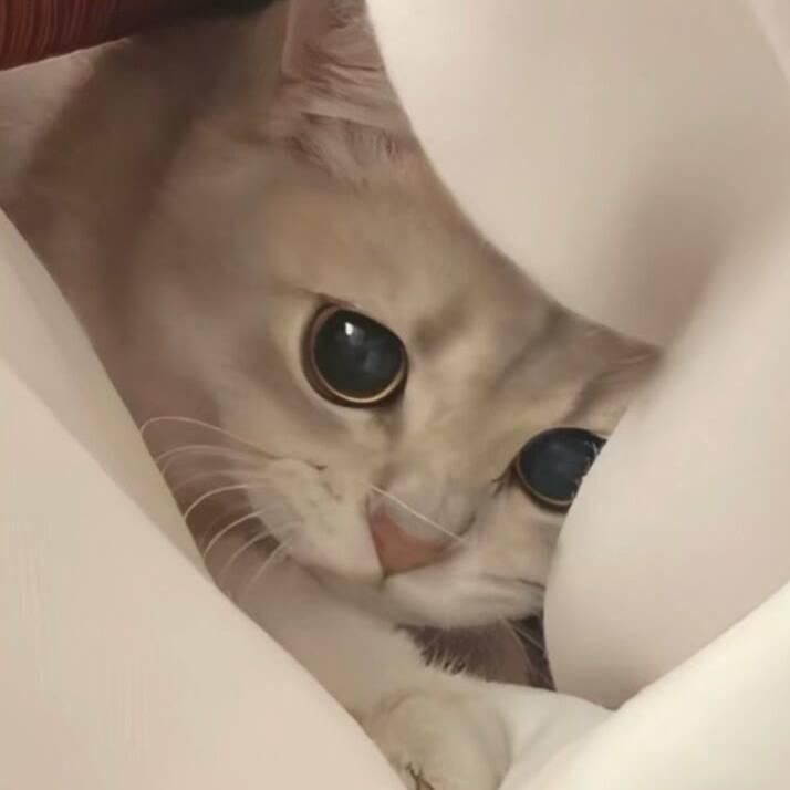 心语.