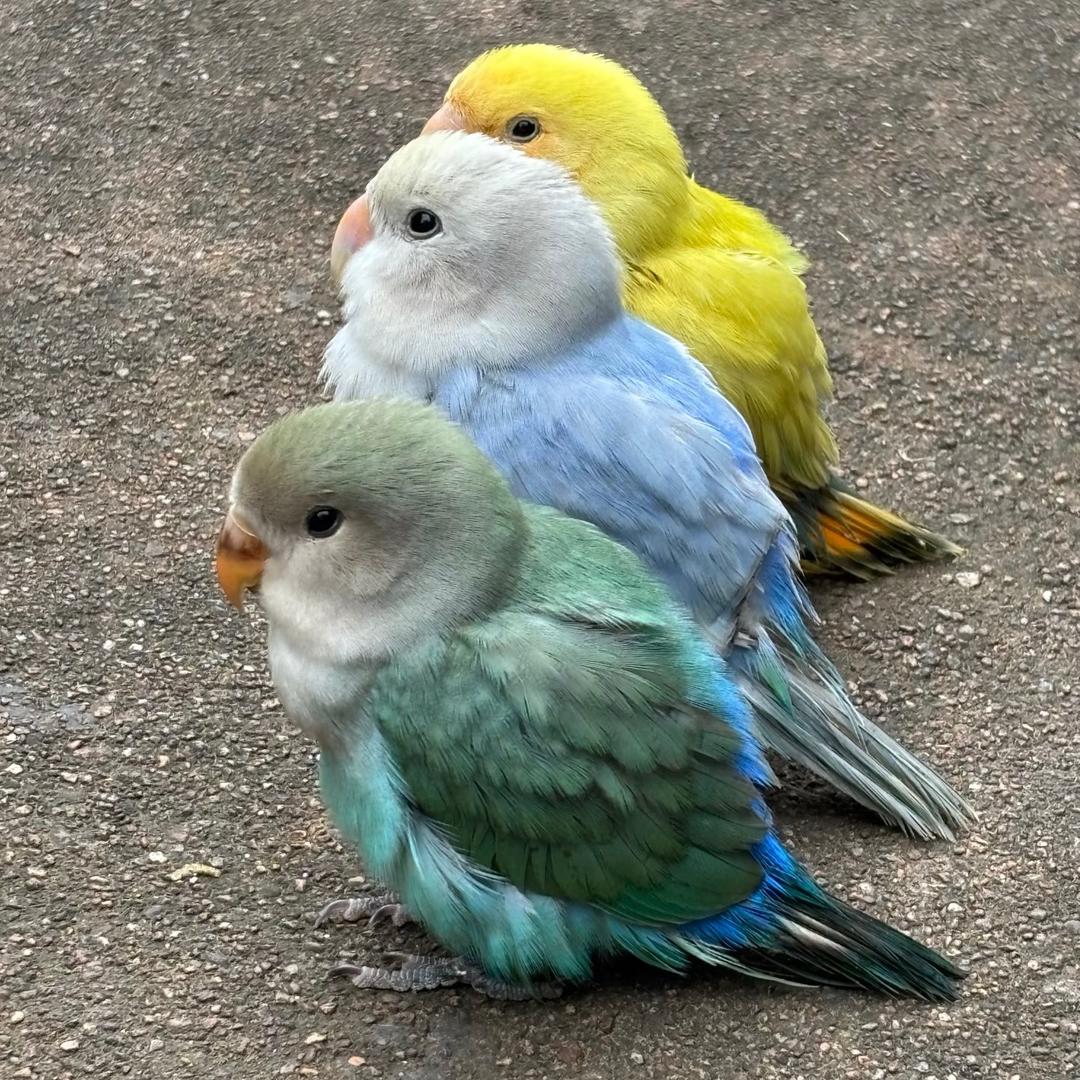 鹦鹦子🦜