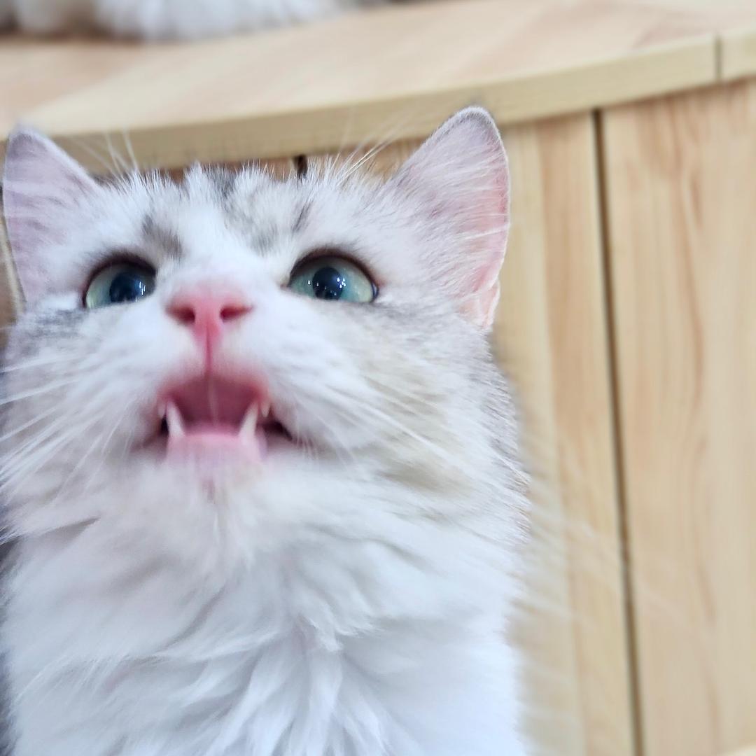 猫德撸猫学院.缅因猫咖官方号