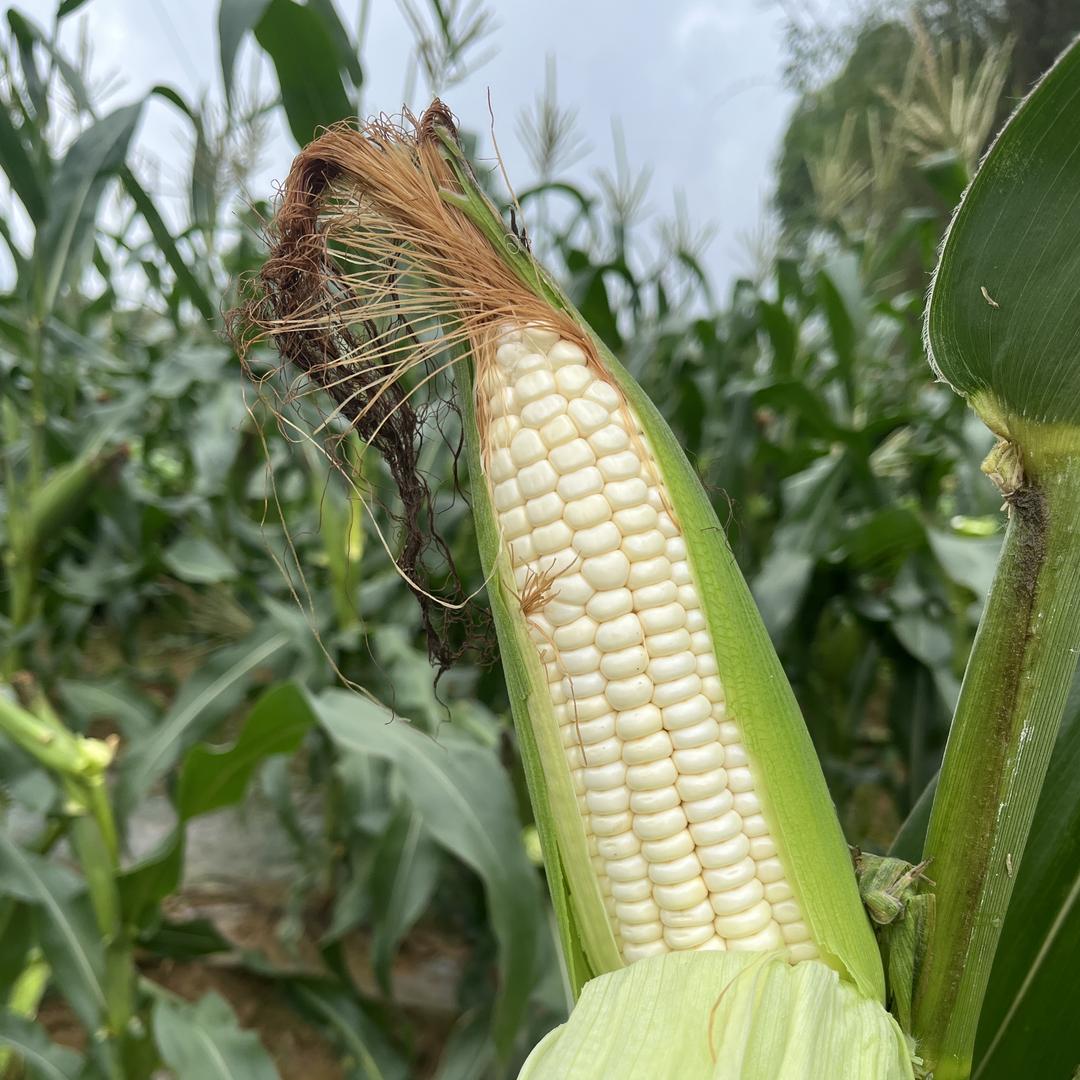 农民大山的农场