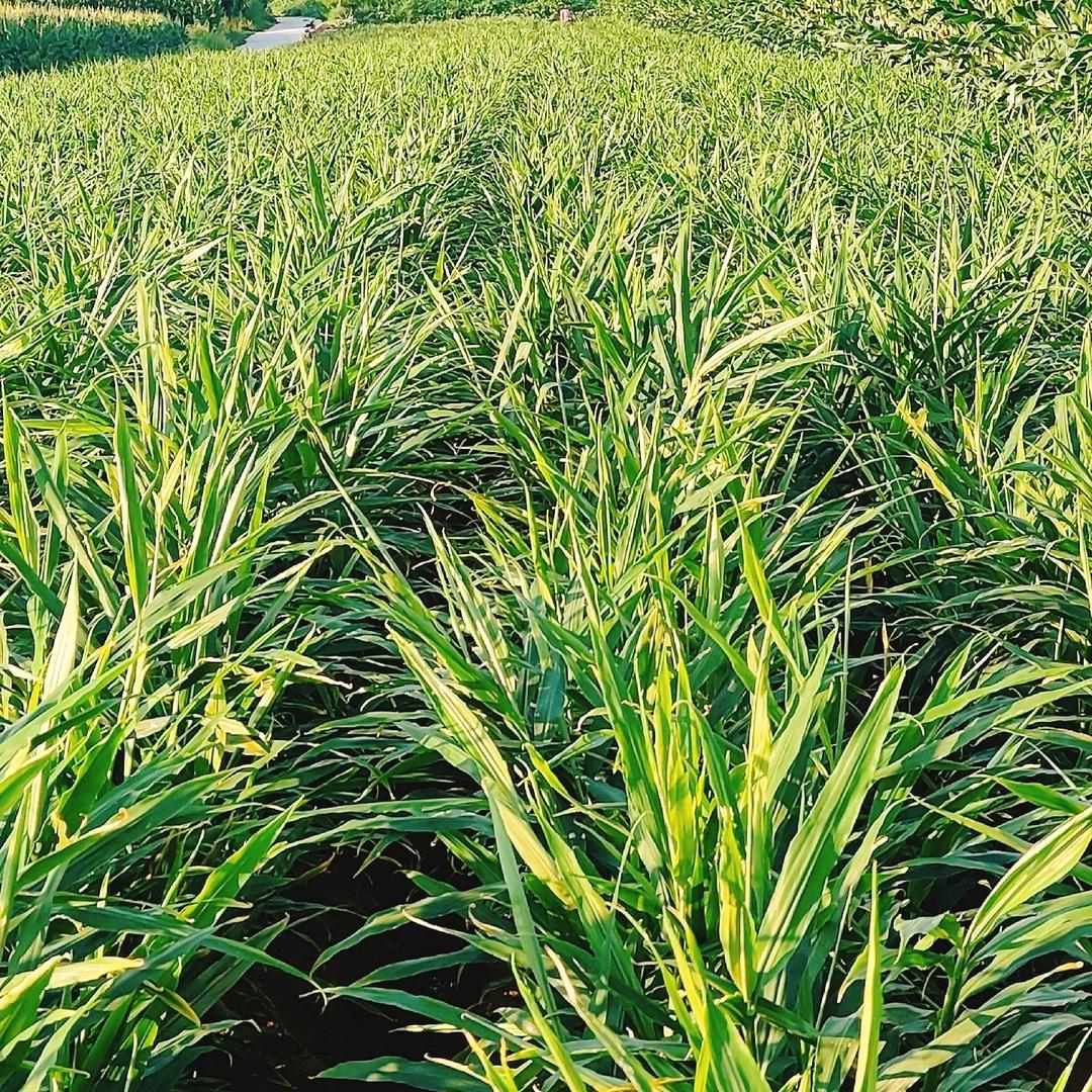 有点小牛姜地技术