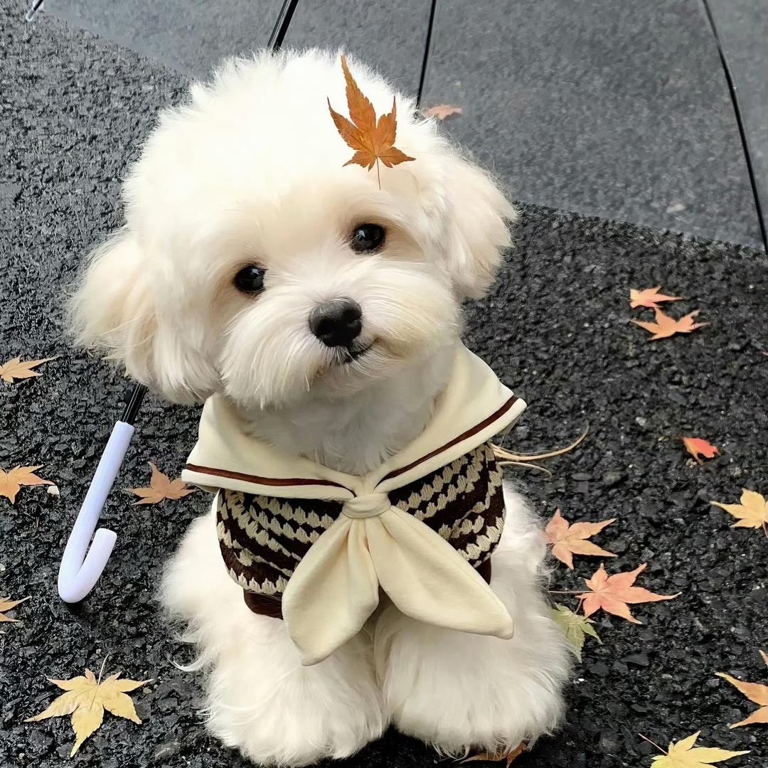 鳄鱼我炸十三锅