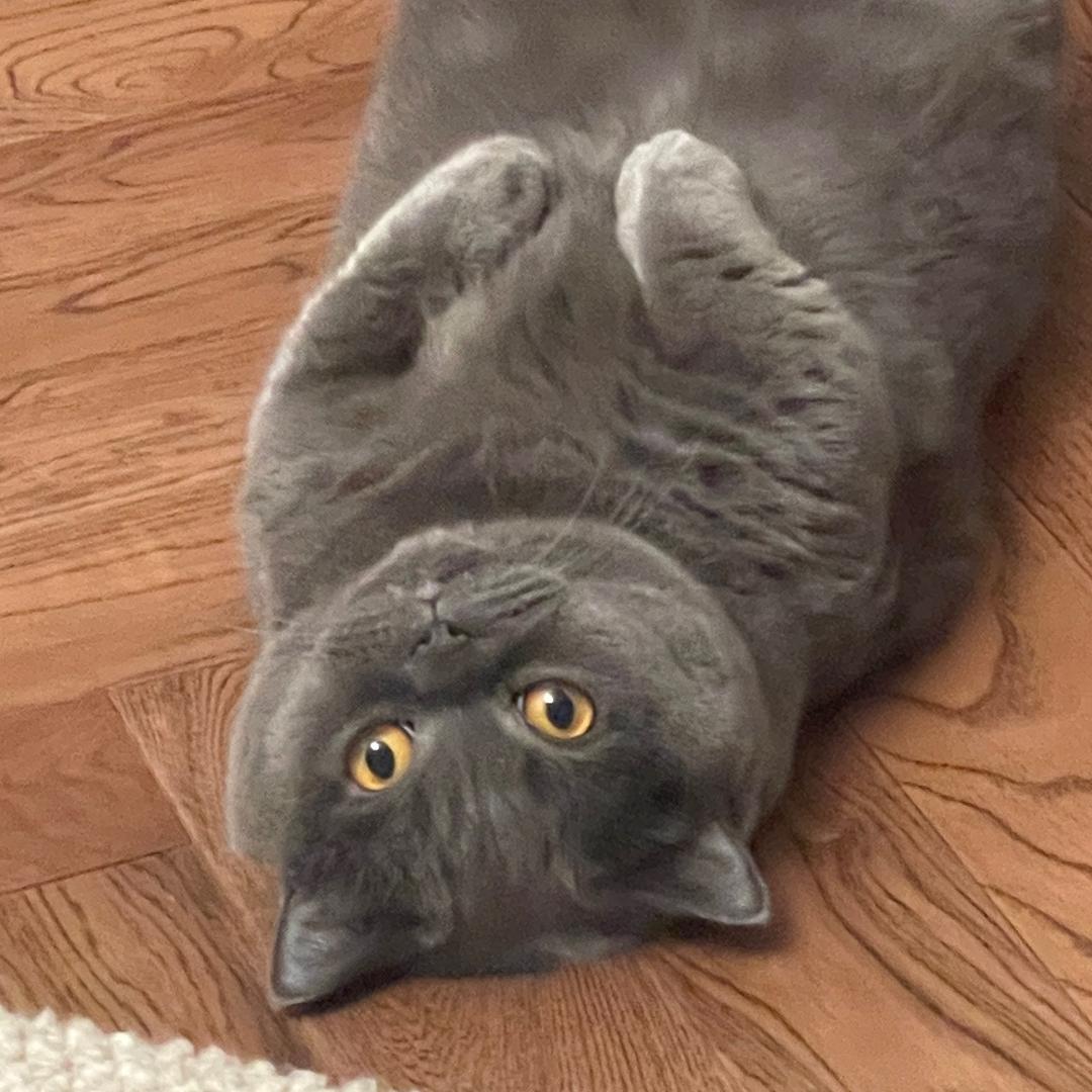 疑似风月