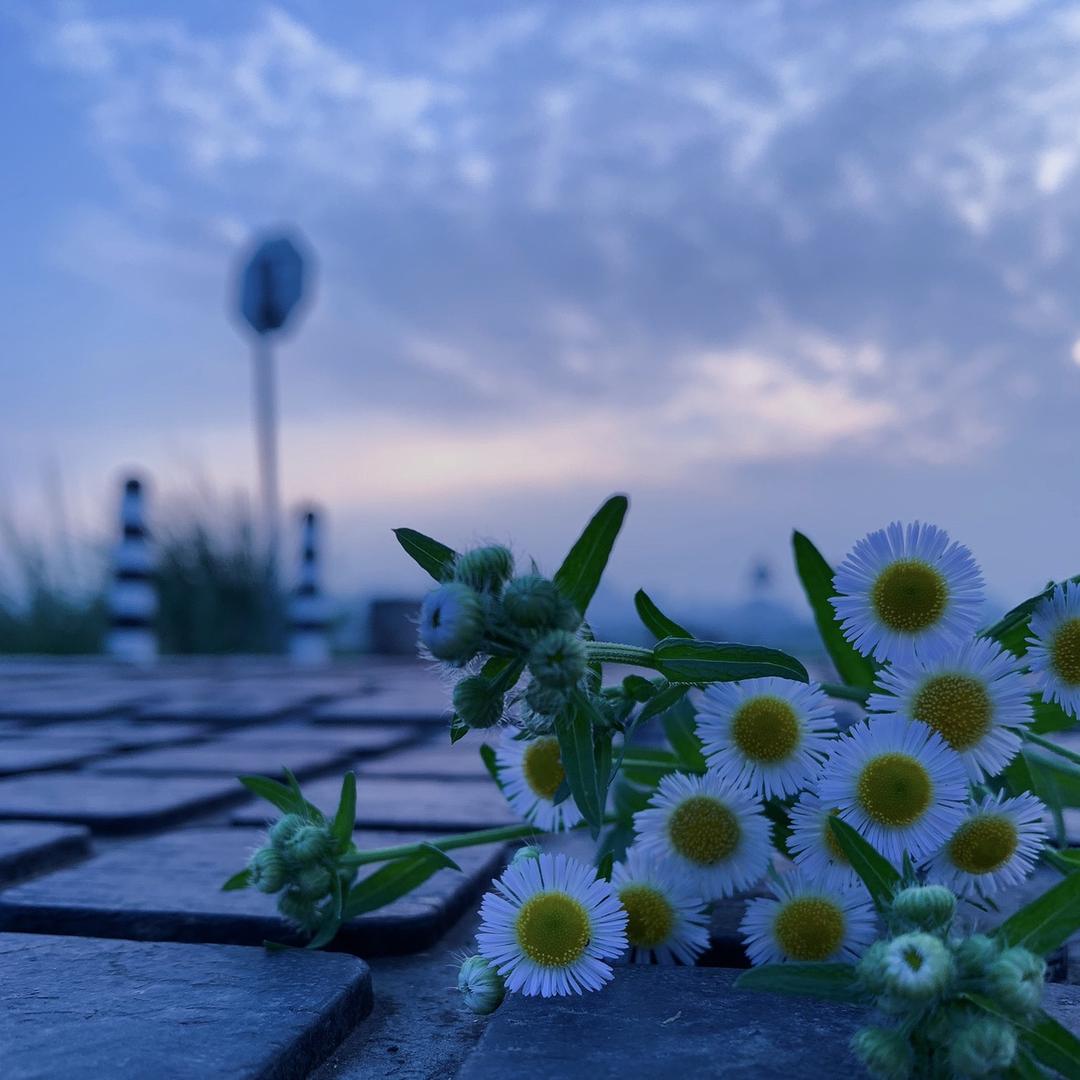 六便士与月亮🌙