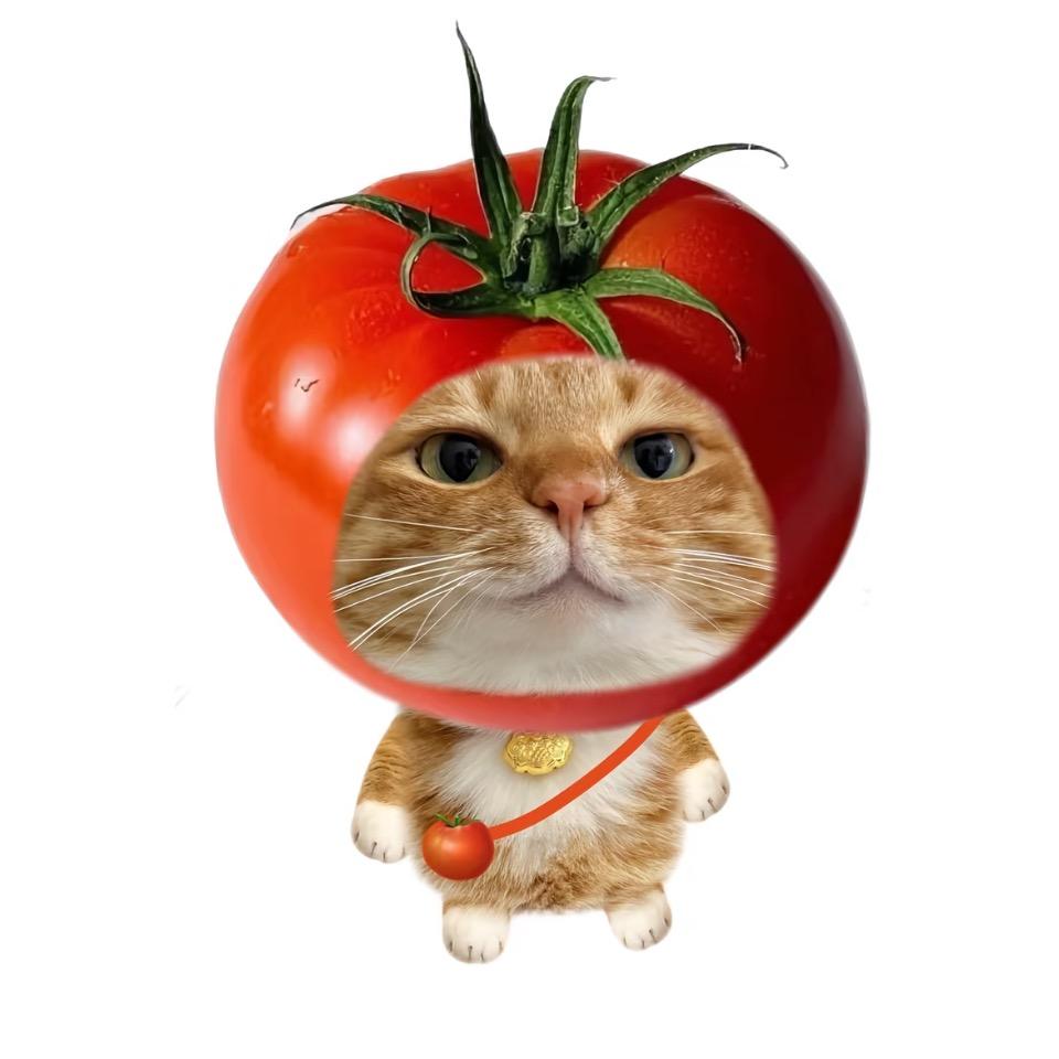 猫猫大王