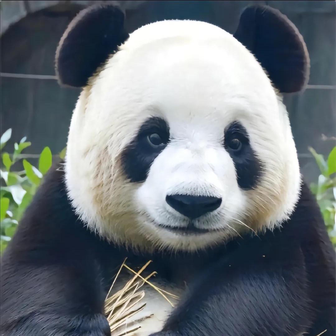 苏苟啃桃头像