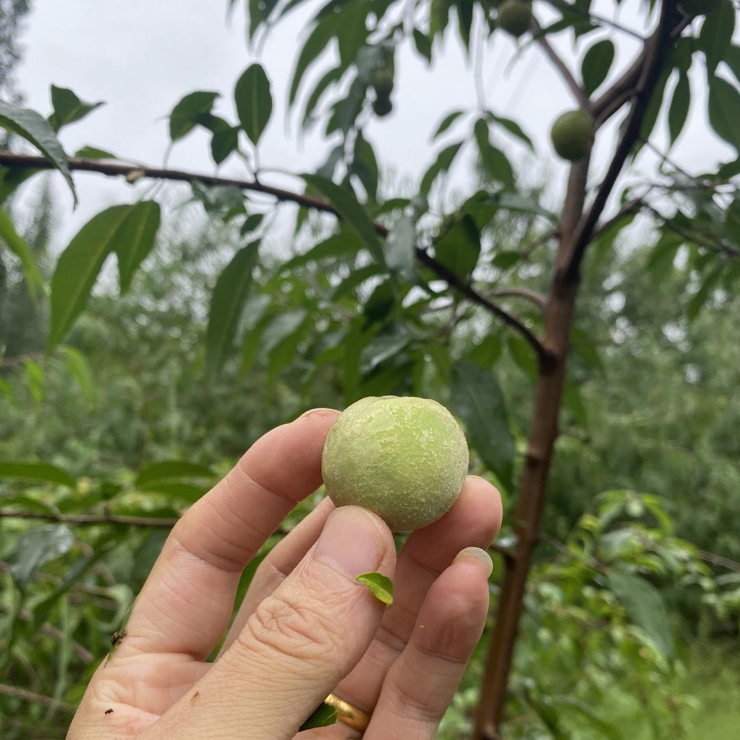 小徐家桃核