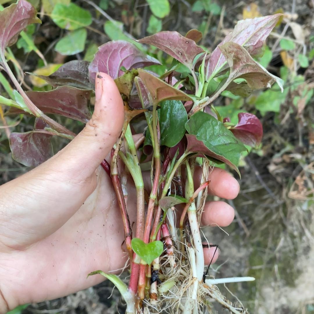 白菜心
