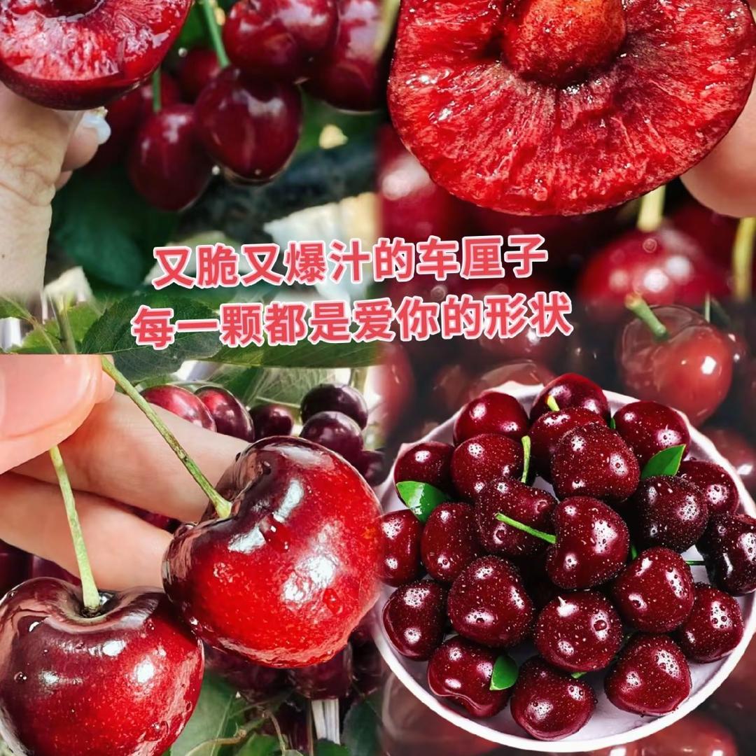 车厘子🍒羽翼