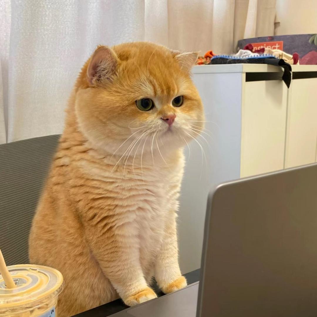 谁动了我的奶酪🧀🧀🧀