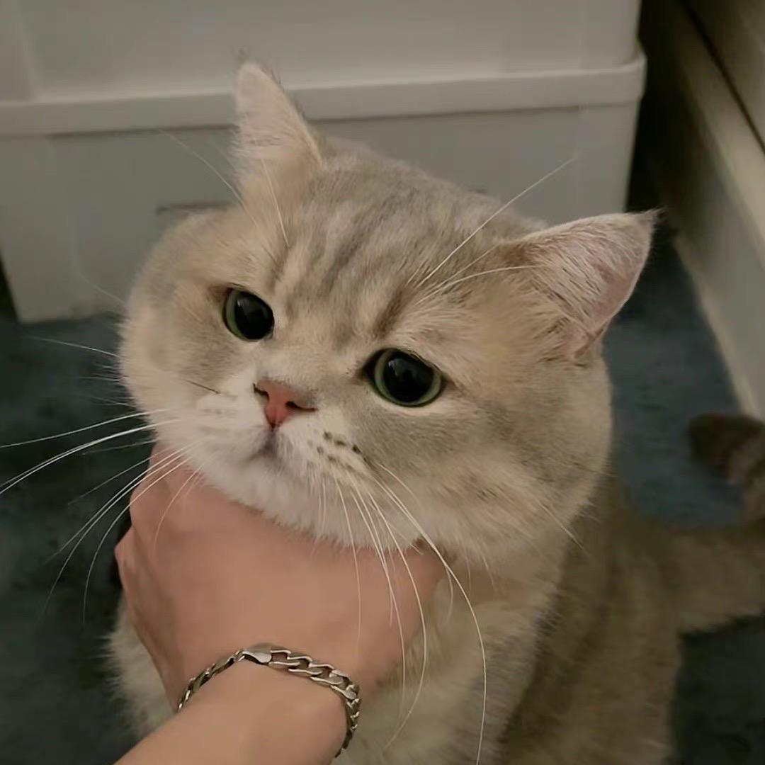 无敌可爱钢铁喵