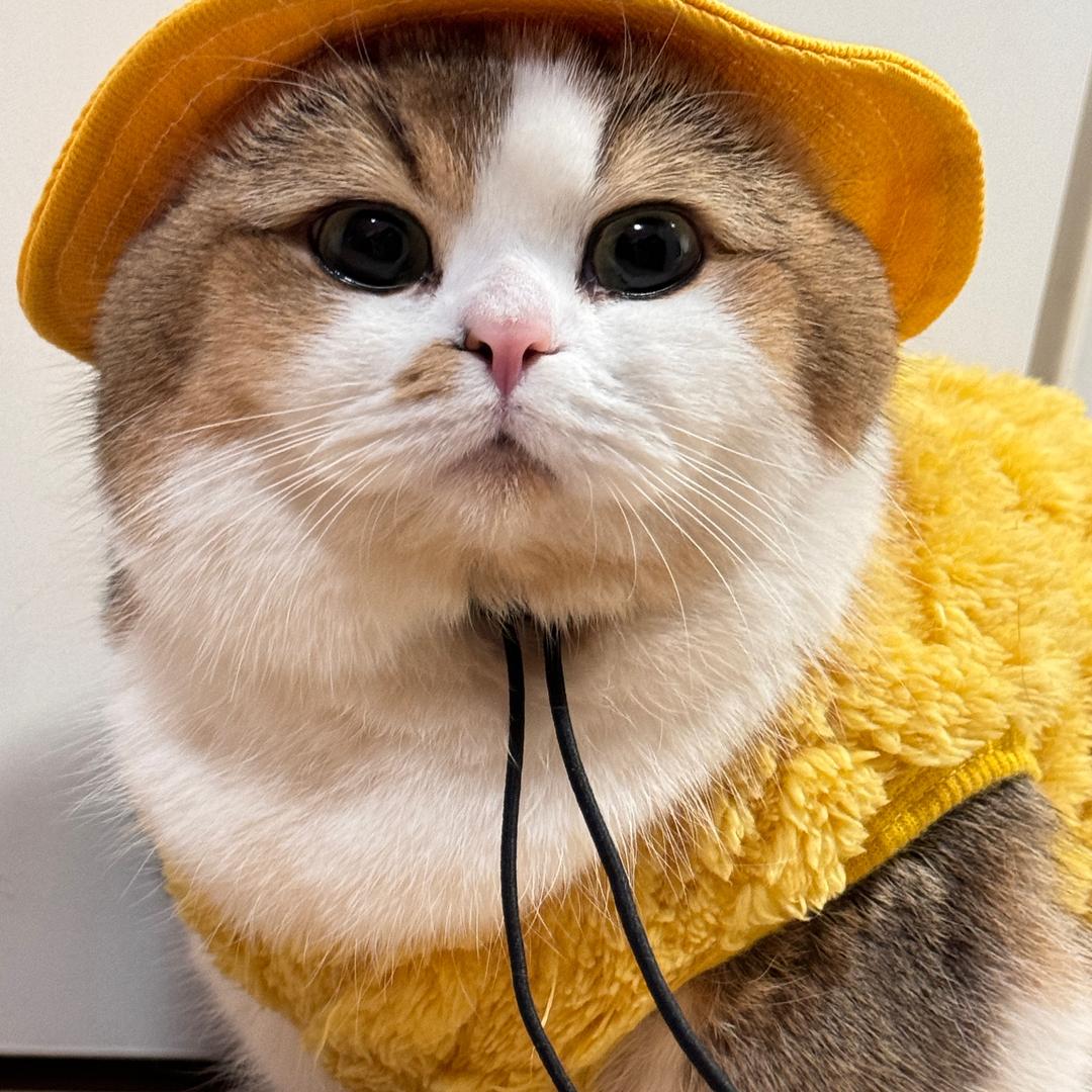 尼莫是只猫🐱