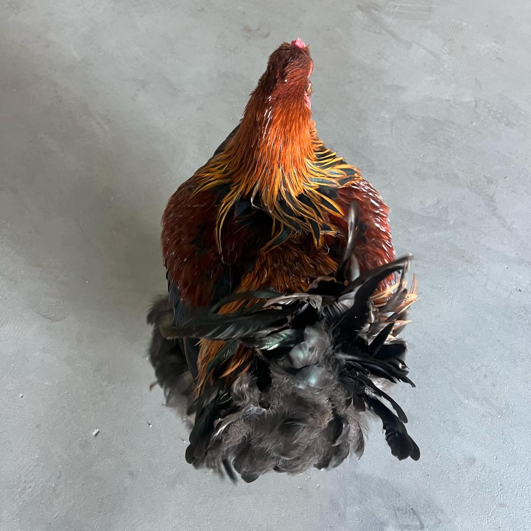 🌈桃花不换酒.