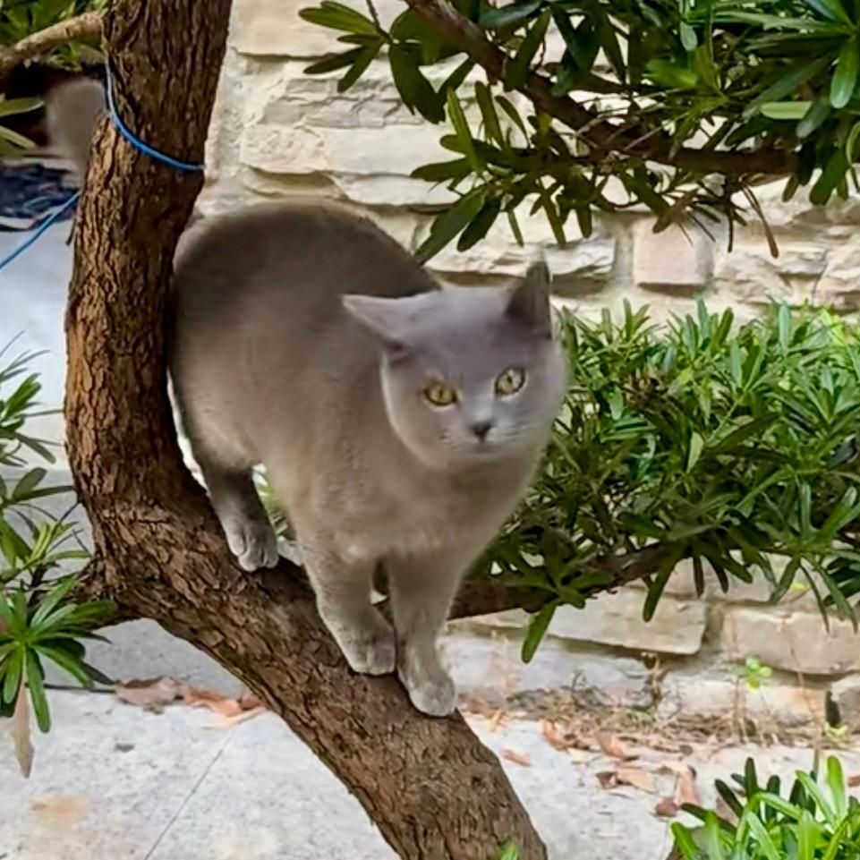 小竹庭院（日常分享）