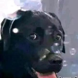 狗