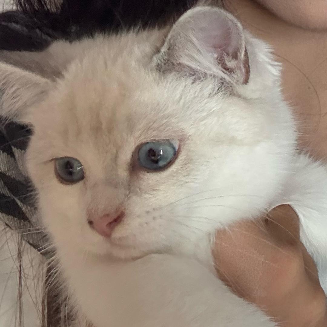 多多是只猫🐈