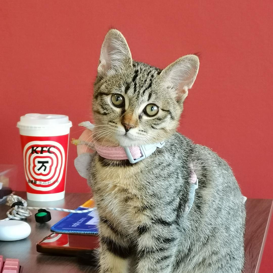 胖虎是只猫