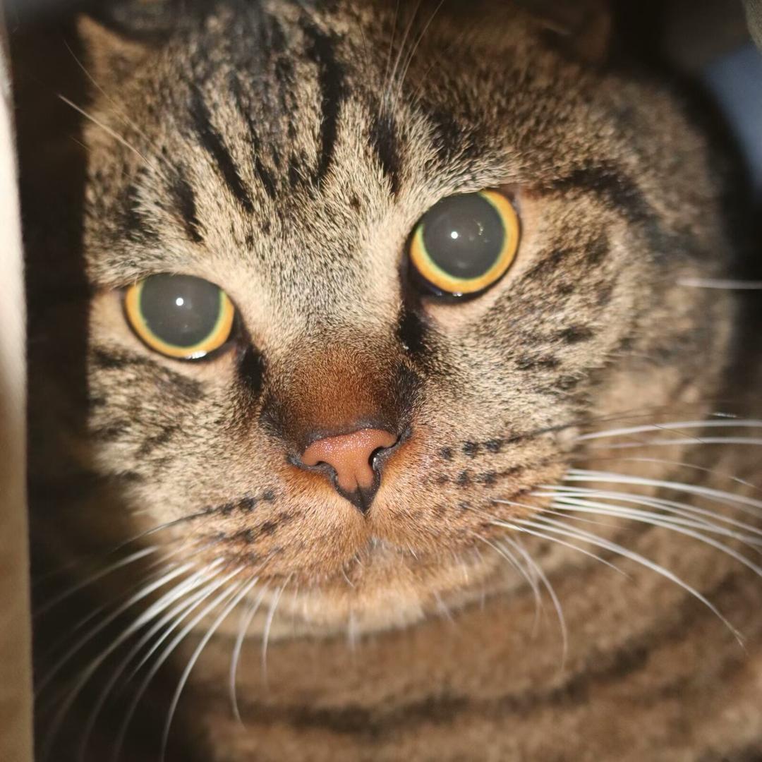 猫咪尾巴