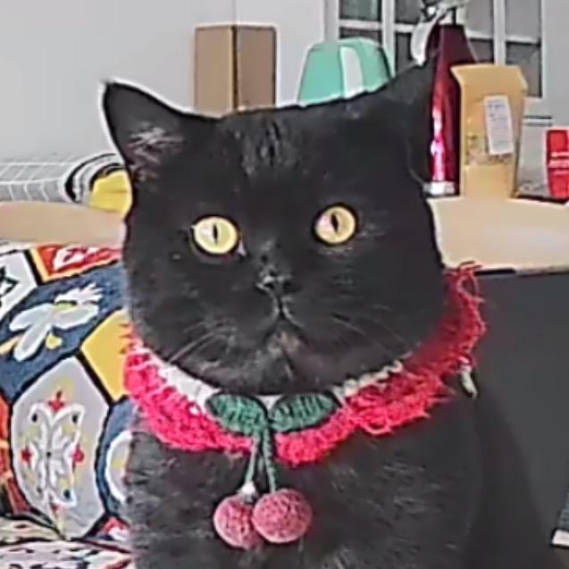 杰西家的喵🐱🐱🐱