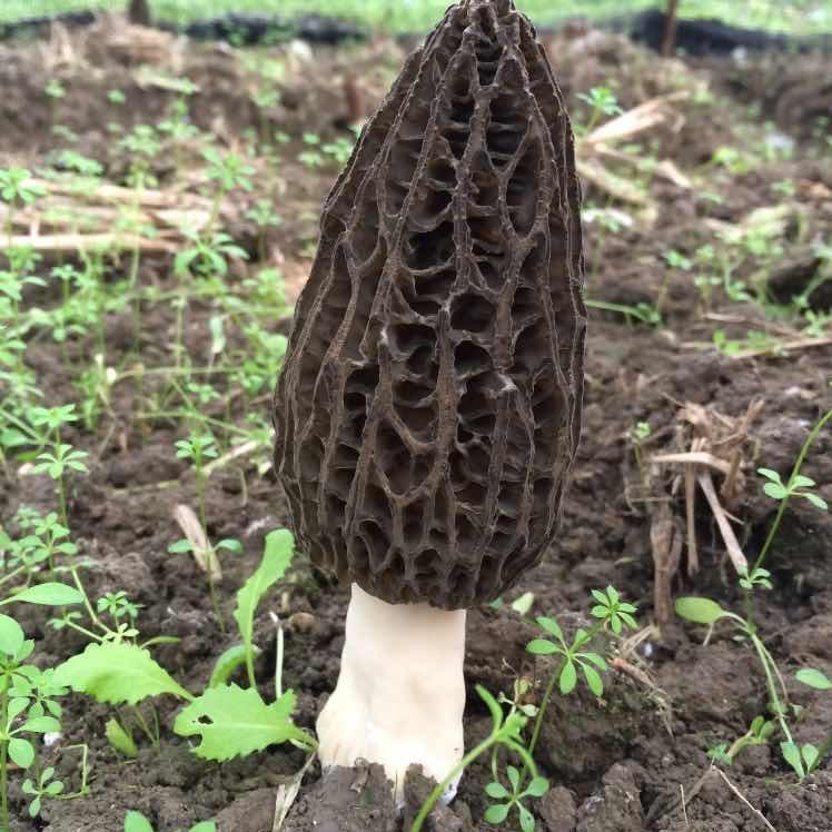 方林