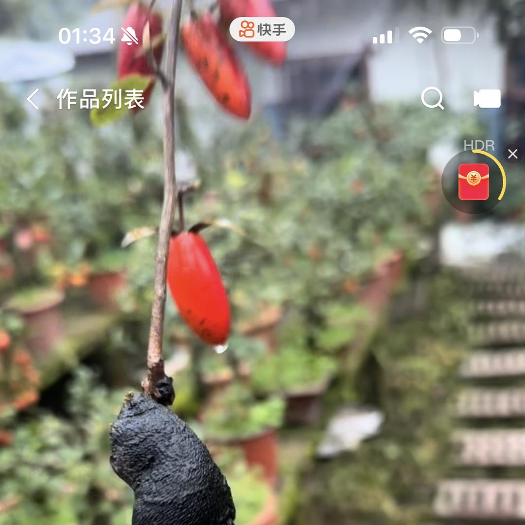 金弹子文妹琴韵金弹子