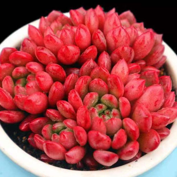 青春多肉