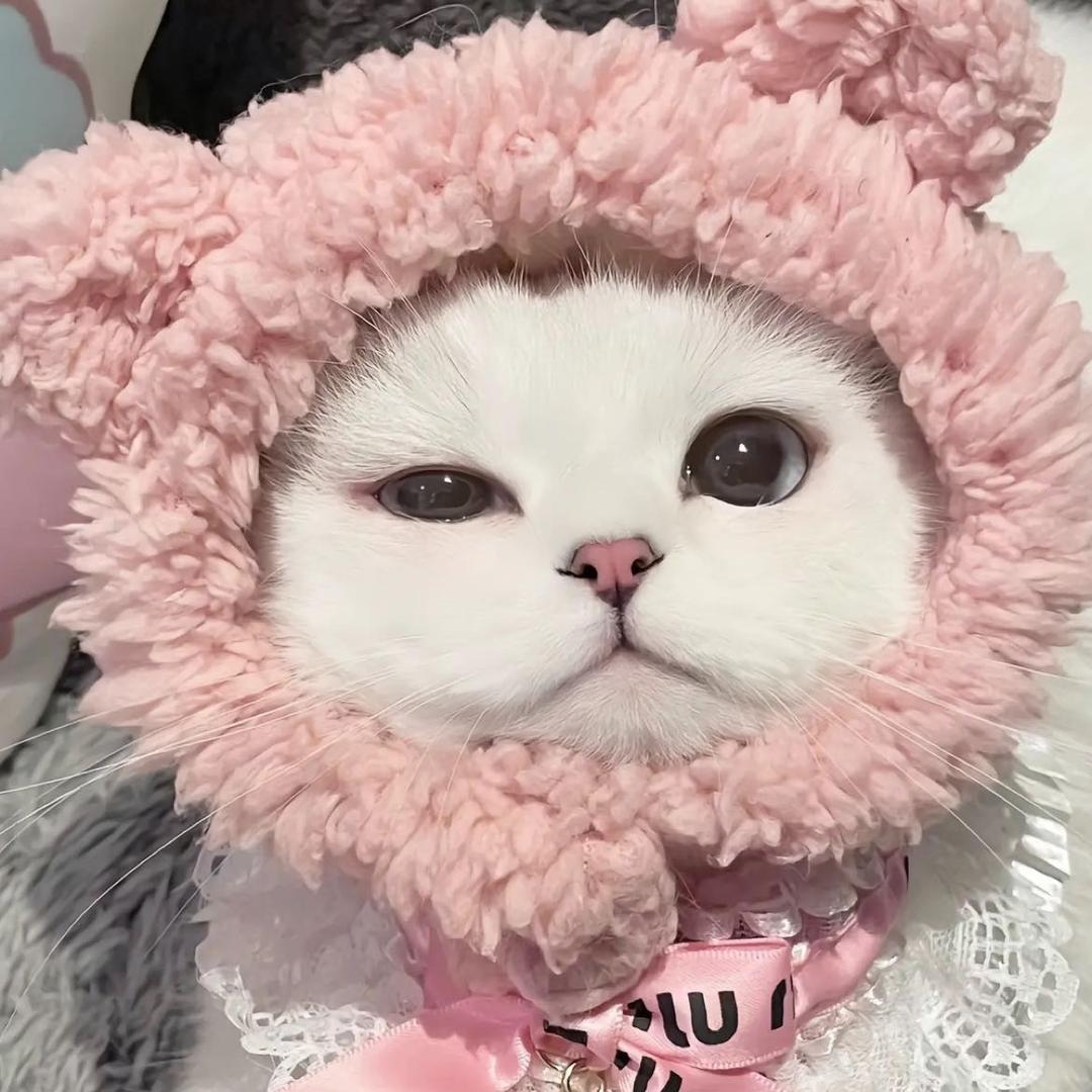 不羡鸳鸯不羡仙